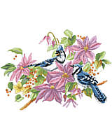 A pair of Blue Jays in the branches of a colorful Clematis bush in full bloom. 