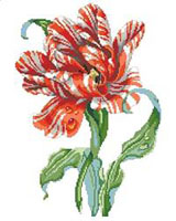 A magnificent red and white Striped Parrot Tulip is the center piece of this design by our own Barbara Baatz-Hillman. It would make a lovely companion piece to the Rose Beauty chart also by the same artist.