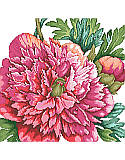 A Perfect Peony - PDF: Add timeless beauty to your space with this glamorous cross-stitch peony arrangement that features vibrant blooming flowers.
