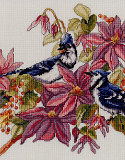Blue Jays & Clematis: A pair of Blue Jays amongst the flowers.