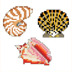 Seashells