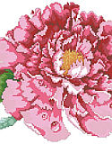 Luscious Tree Peony - PDF