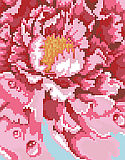 Tree Peony Big Stitch - PDF: This gorgeous Tree Peony bloom in big stitch is a perfect companion piece to Striped Parrot Tulip in Big Stitch #1474. This floral by Barbara Baatz Hillman is a cropped image of a peony in full bloom and if stitched on 6 count fabric it would measure 16” x 16”.  If stitched on 14 count, it comes out to be 6 7/8” square. Either way, this is a bold and beautiful design.